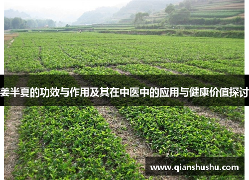 姜半夏的功效与作用及其在中医中的应用与健康价值探讨